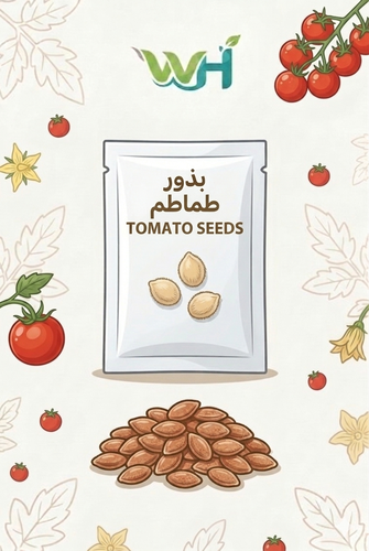 بذور الطماطم