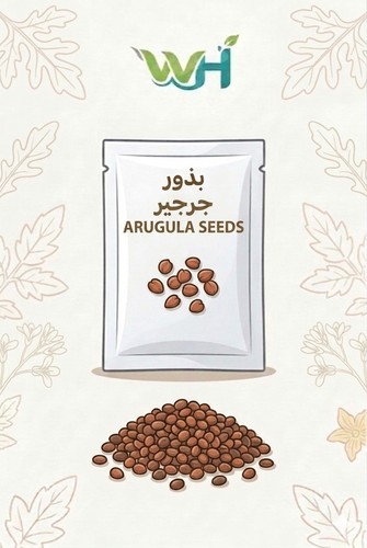 بذور جرجير