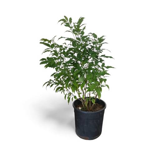 تيكوما اصفر مركن 25 سم