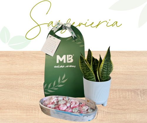 باقة هدية: جلد النمر (Sansevieria) + شمعة يدوية