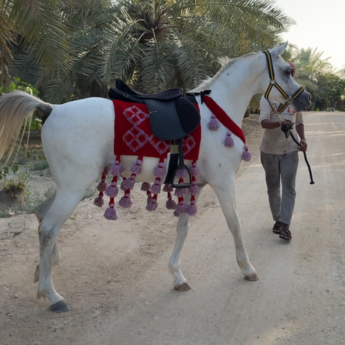 زينة خيل تشمل لبادة وصدرية