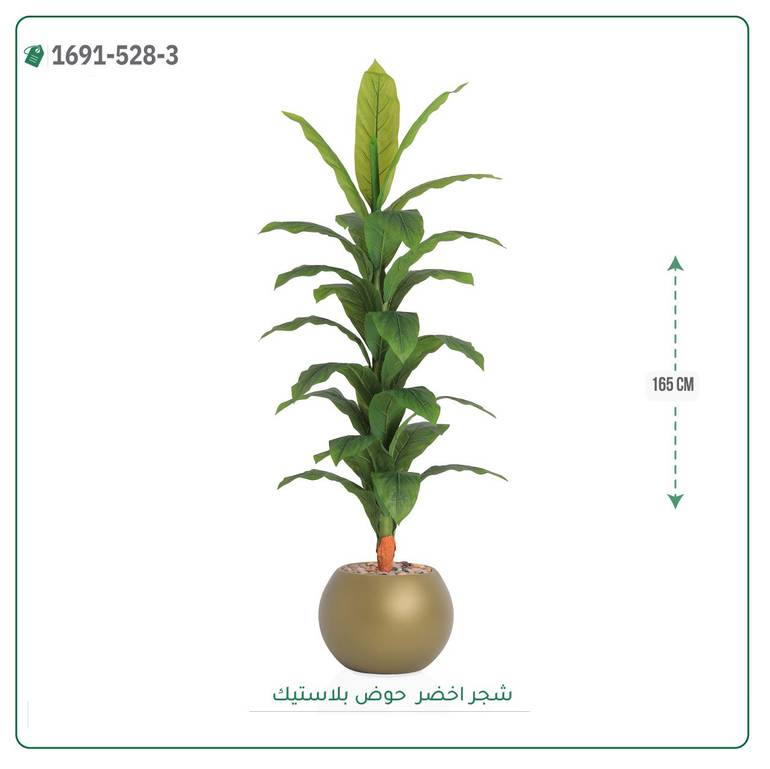شجرة ورق أخضر وسط بمركن بلاستيك دائرى