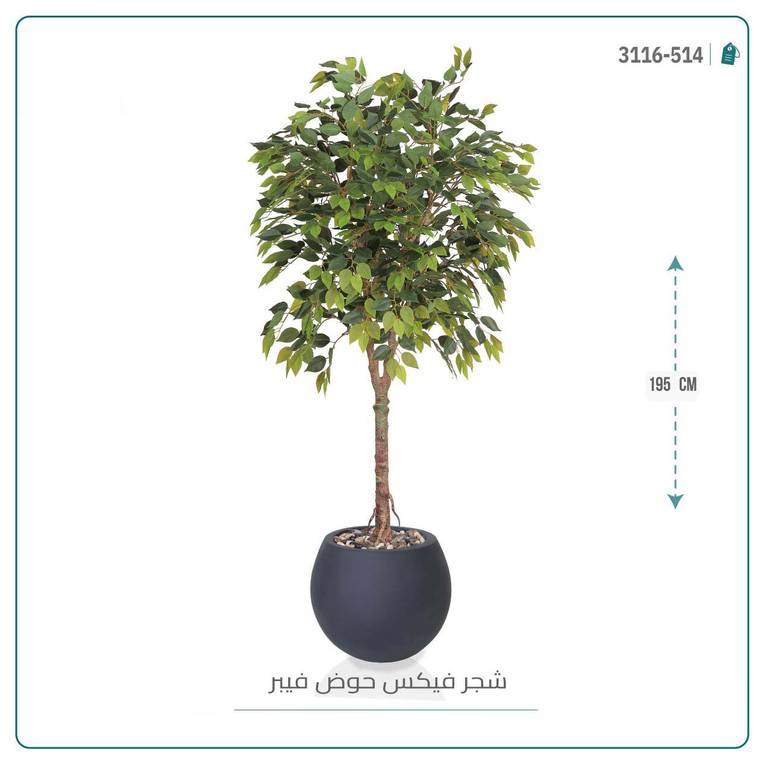 شجرة فيكس صناعية بحوض فيبر