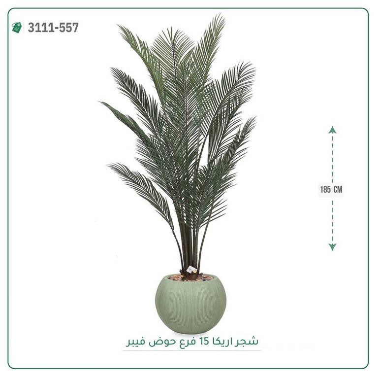 شجرة أريكا صناعية ( ارتفاع 185 سم ) حوض فيبر