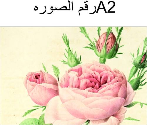 اختار صوره الكرت 