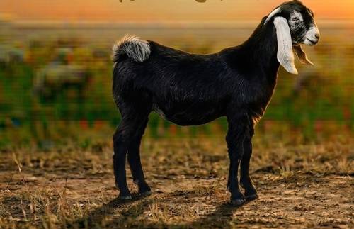 تيس عارضي بلدي