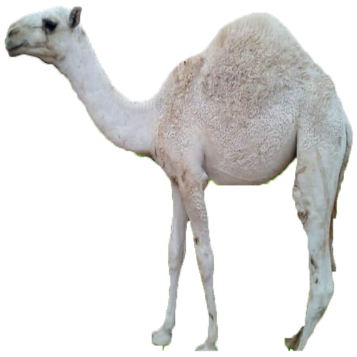 حاشي كامل بلدي 80 كيلو