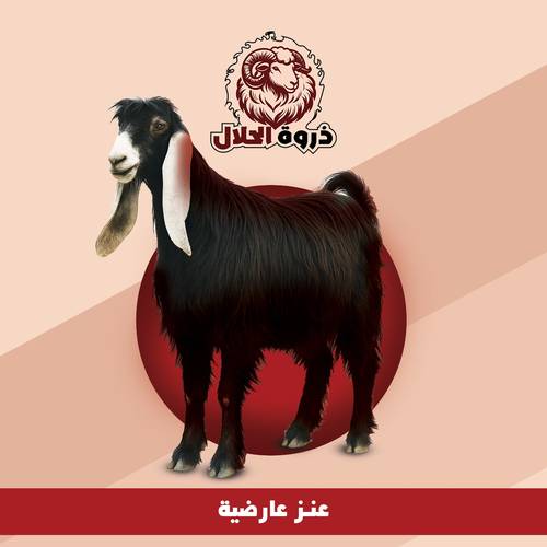 عنز عارضية 