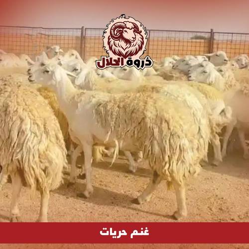 غنم حريات 