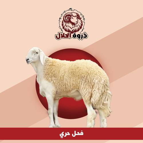 فحل حري 