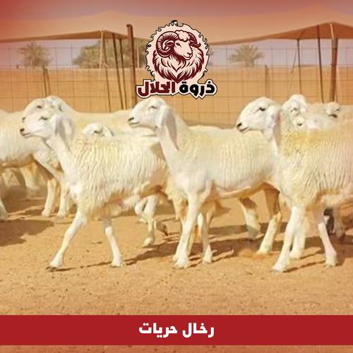 رخال حريات 
