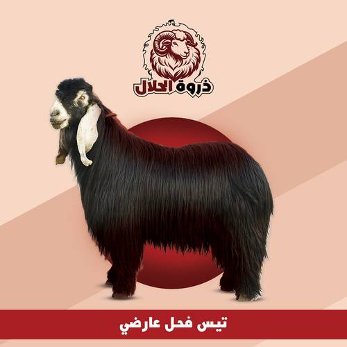 تيس فحل عارضي 