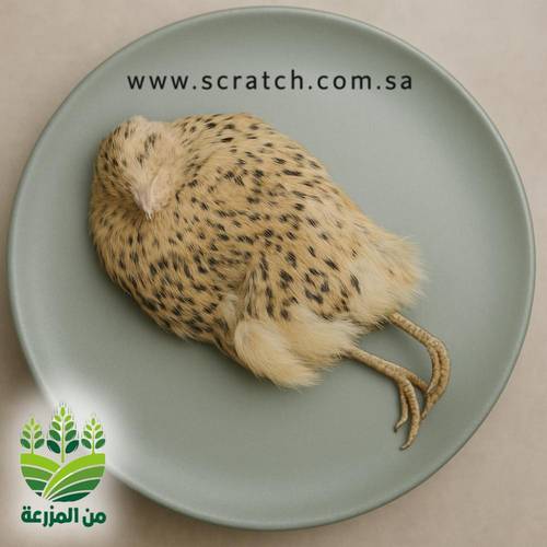 فريسة طائر السمان