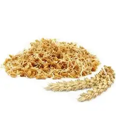 جنين القمح