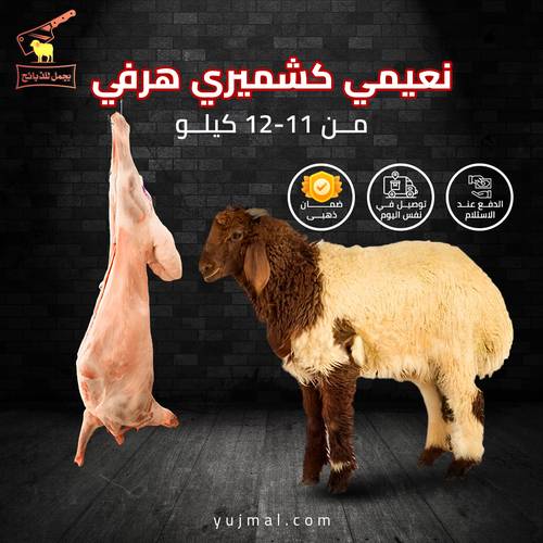 نعيمي كشميري هرفي من 11 إلى 12 كيلو