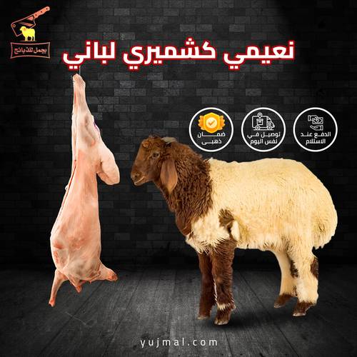 نعيمي كشميري لباني من 7 إلى 8 كيلو