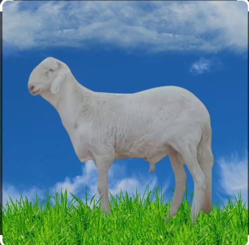 خروف سواكني أبيض