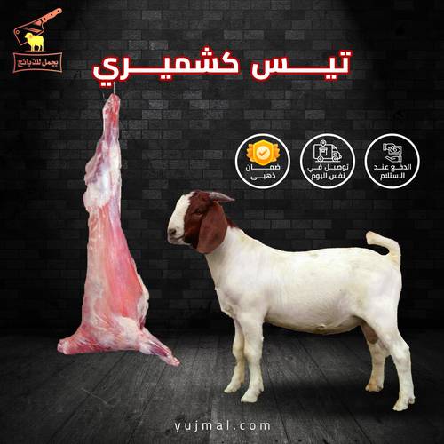 تيس كشميري من 7 إلى 8 كيلو