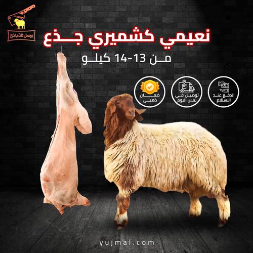 نعيمي كشميري جذع من 13الى 14 كيلو