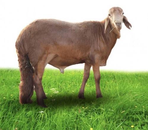سواكن حمري (مربى)