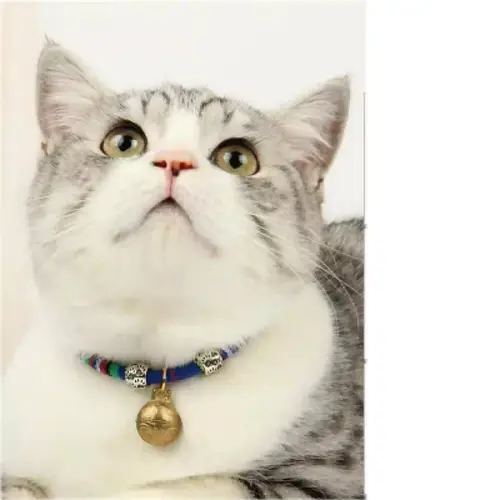 Collar for cats and dogs decorated with a bell