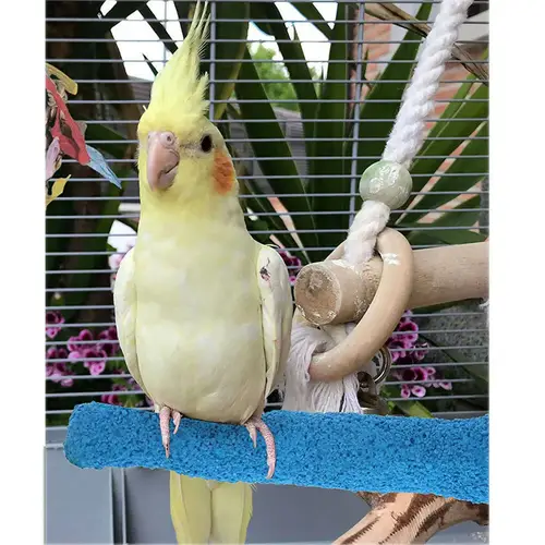 Roost and sand cooler for birds