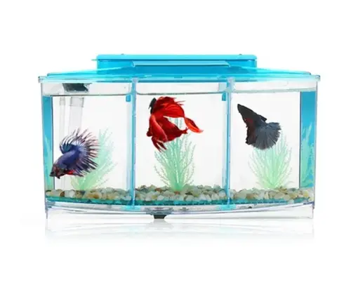 Detachable Fighter Aquarium