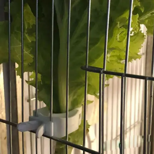 Food Holder Clip For Plastic Bird Cage