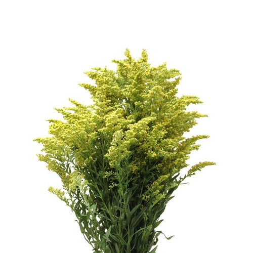 سولدياجو  أصفر ، 10 أغصان
