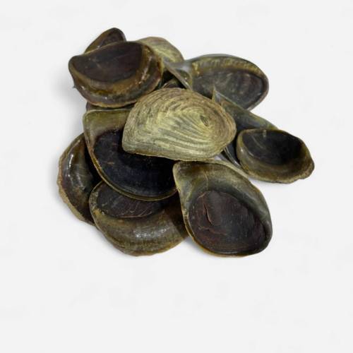 ظفر حافور وسط