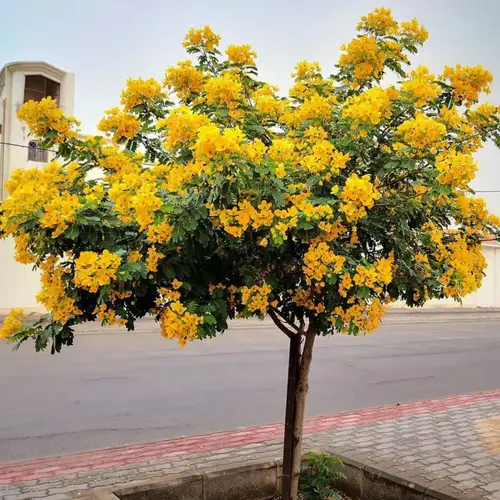 اكاسيا جلوكا 1.5م 