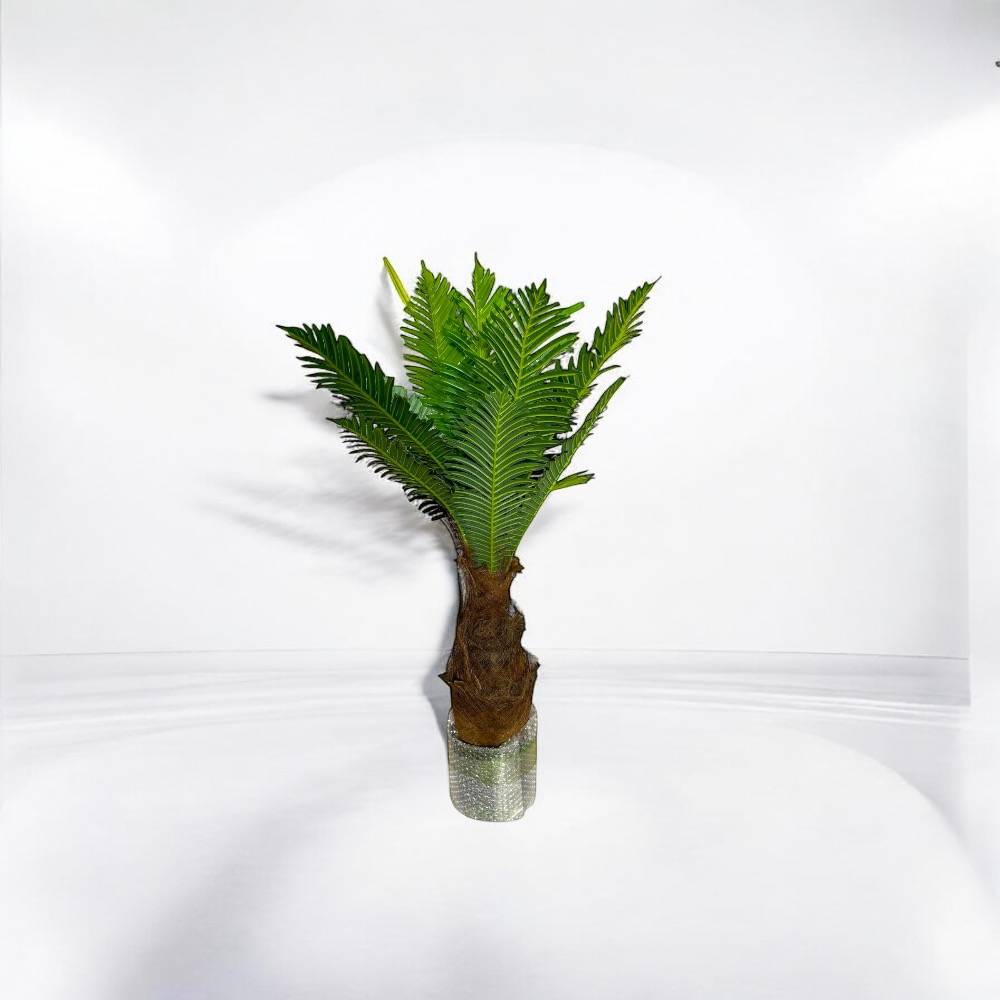 نخلة ارتفاع (1m)