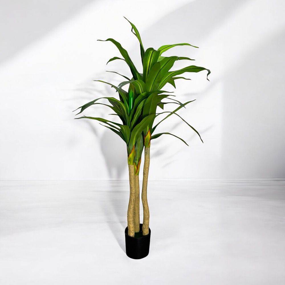 شجرة دراسينا أخضر ارتفاع (1.7m)