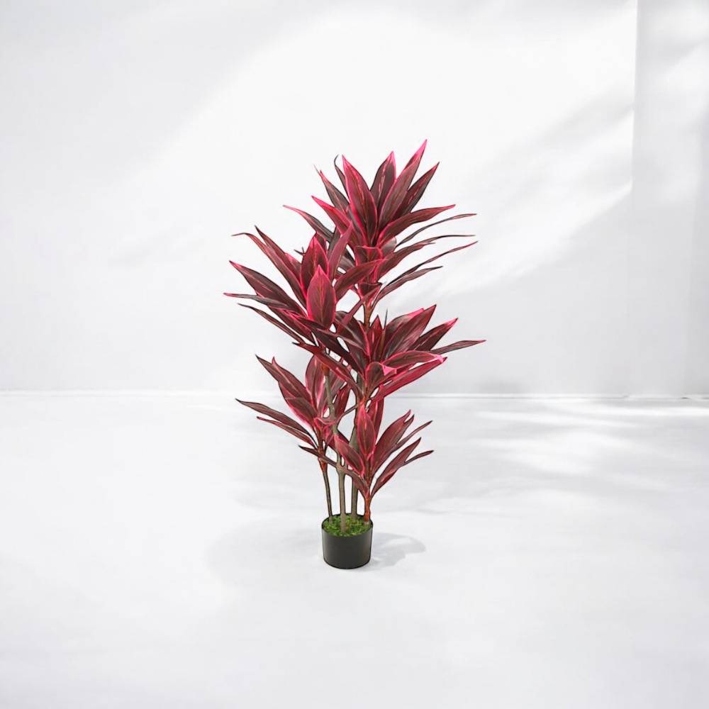 شجرة دراسينا أحمر داكن ارتفاع (150cm)