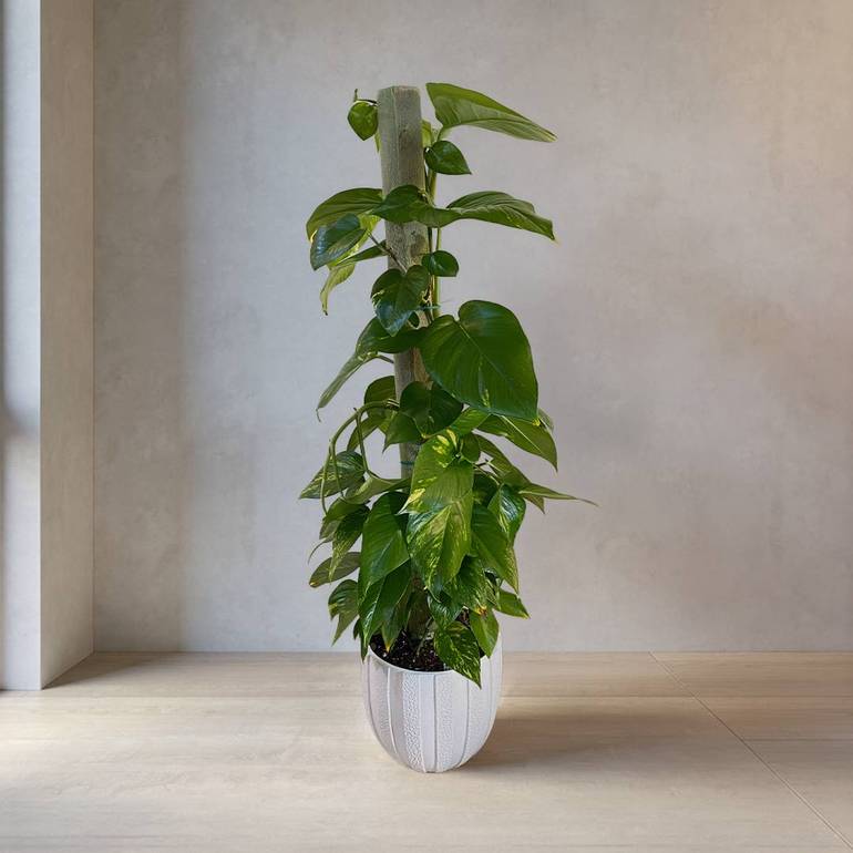 Pothos Gold