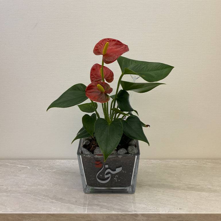 Anthurium