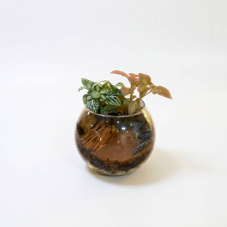 Fittonia Terrarium Giveaway 2