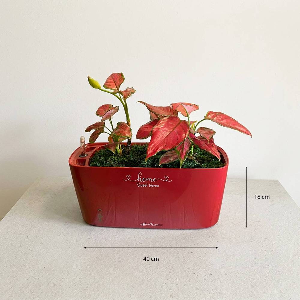 Aglaonema Red Majesty | Premium Indoor Plant with Striking Red Foliage