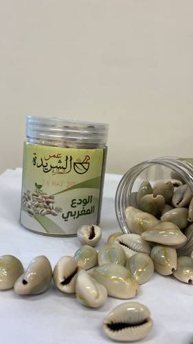 الودع المغربي من ساحل المغرب