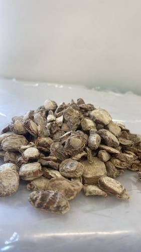عشبة كافور