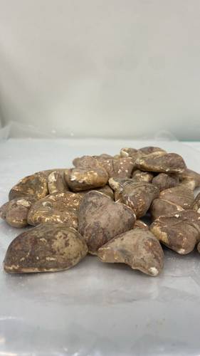 خميرة البيرة