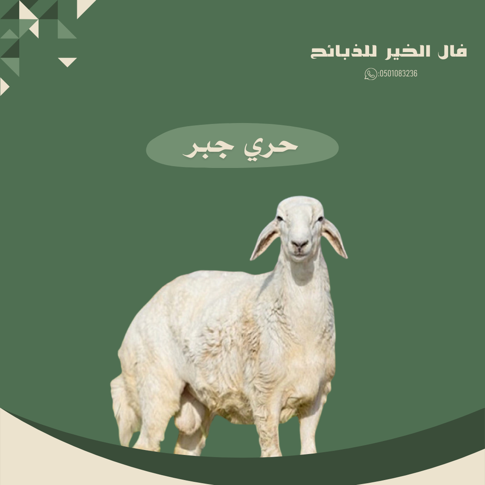 طلي حري جبر