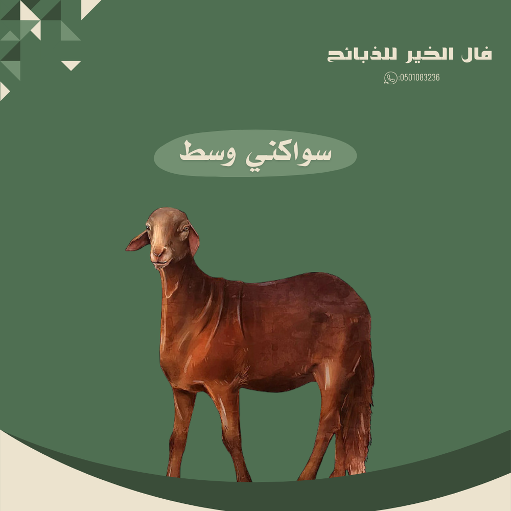 طلي سواكني وسط 