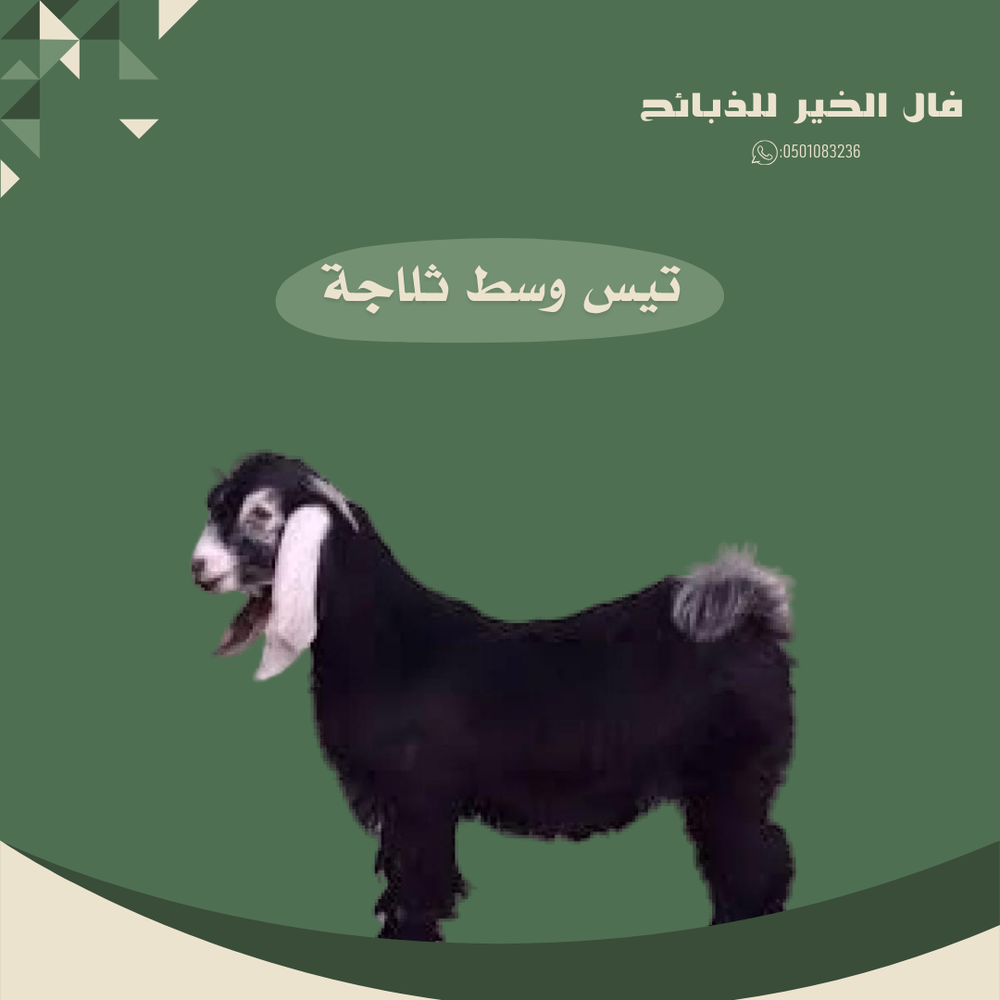تيس وسط ثلاجة