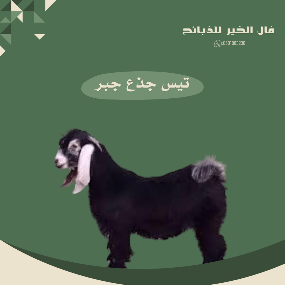 تيس جذع جبر