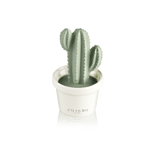 Succulent Bestfriend 
