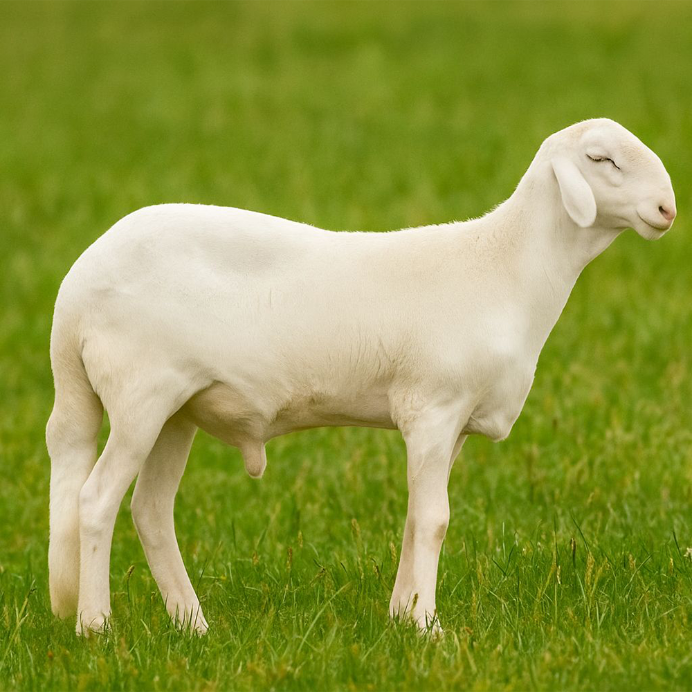 خروف ساكني ابيض 