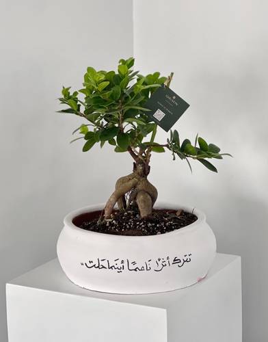 نبتة بونساي