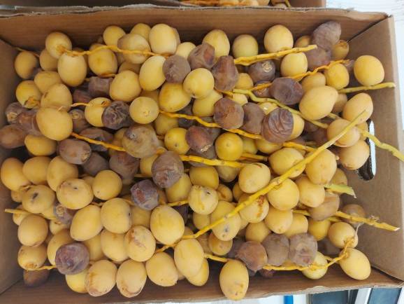 رطب برحي منتج عضوي 