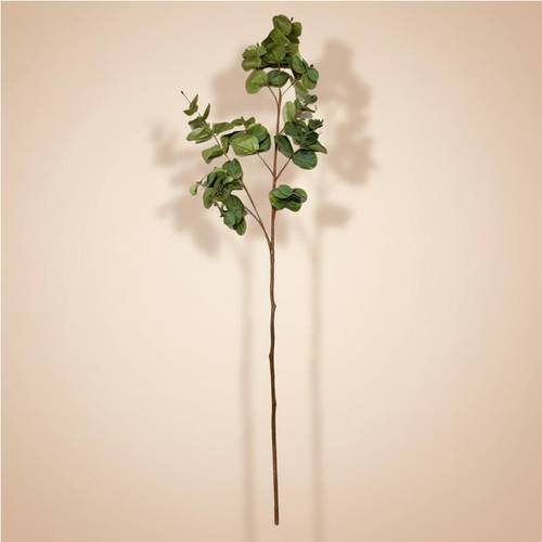 Eucalyptus tree branch
